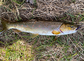 В центре Минска рыбак словил краснокнижную ручьевую форель. Она теперь здесь водится?