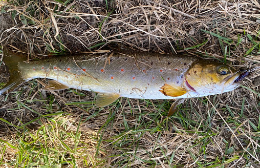 В центре Минска рыбак словил краснокнижную ручьевую форель. Она теперь здесь водится?