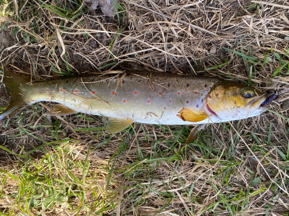 Форель ручьевая.jpg