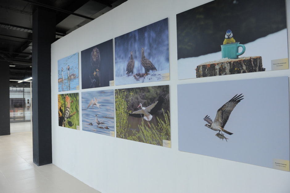 выставка Дикая природа Беларуси 5.JPG