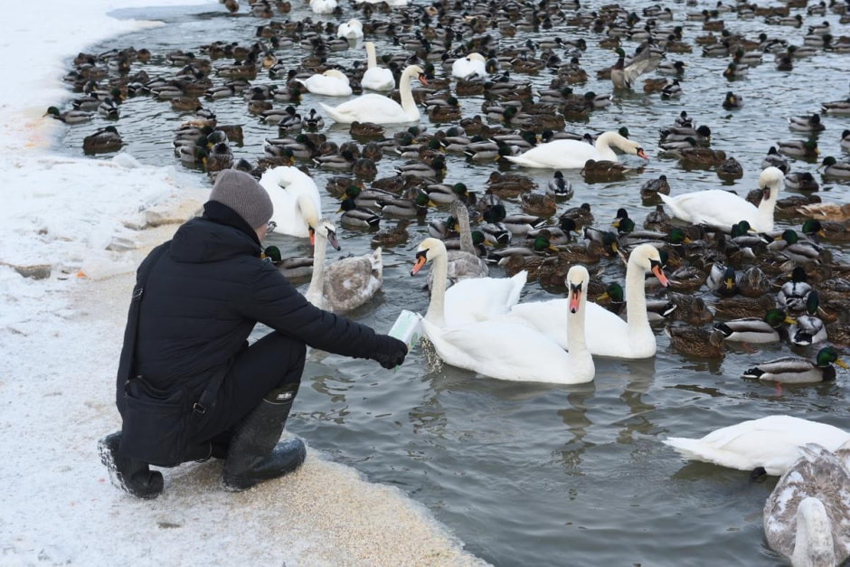 6-Лебеди на Минском море.jpg