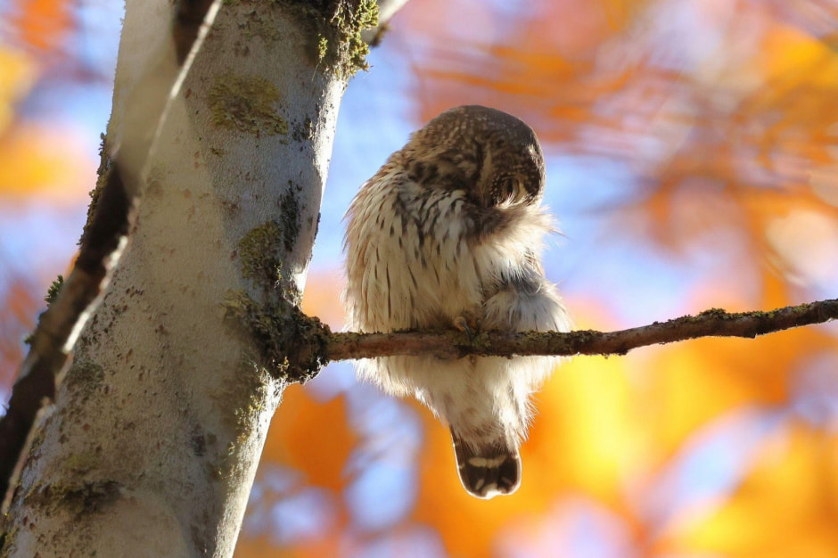 19-Воробьиный сыч.jpg