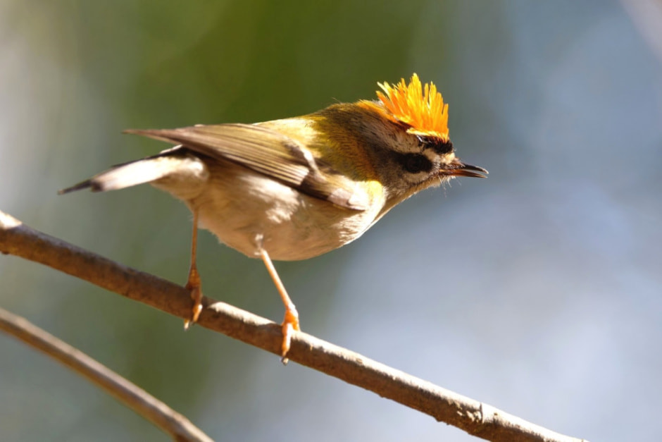 Миграция белорусских птиц 10.jpg