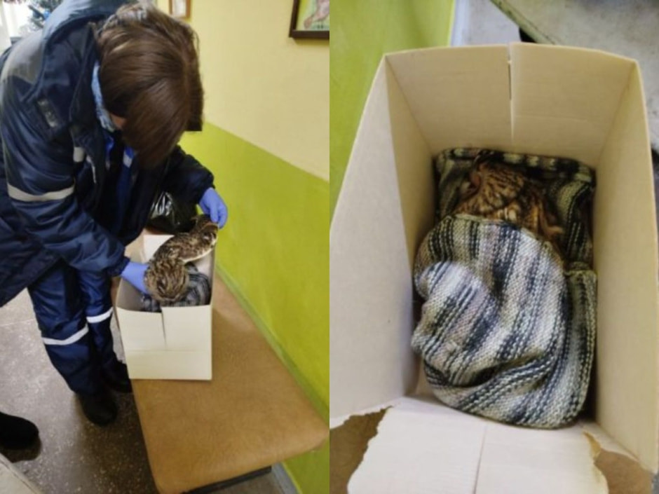 ушастая сова из минских сугробов