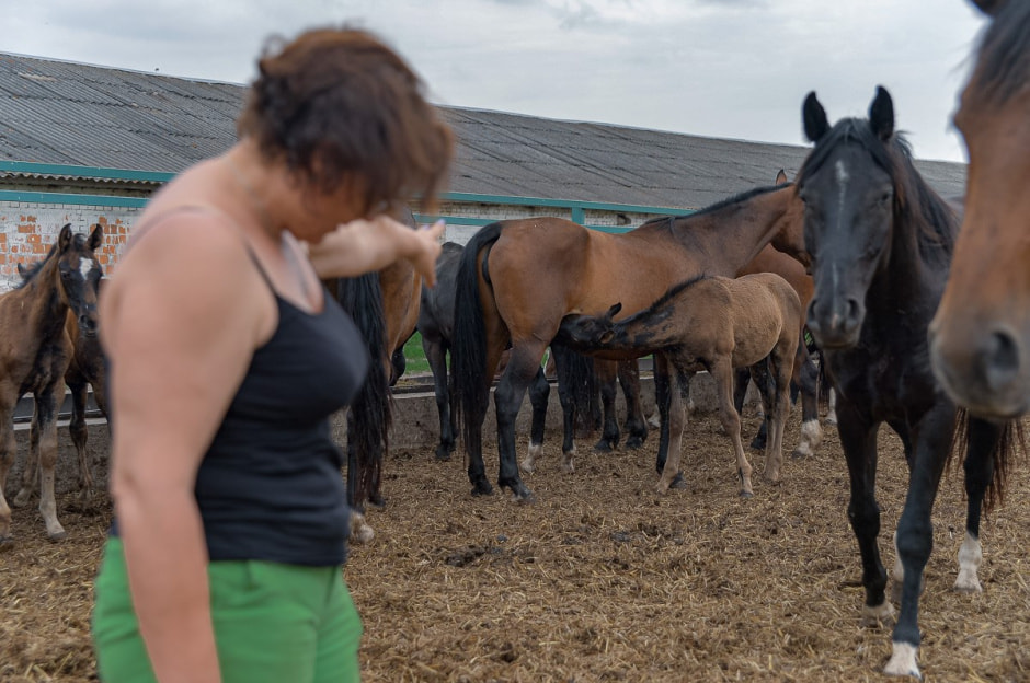 Лошади в Столинском районе 24.jpg