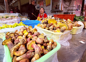 Гриб, от которого «видят эльфов»: ученые изучают феномен одинаковых галлюцинаций по всему миру