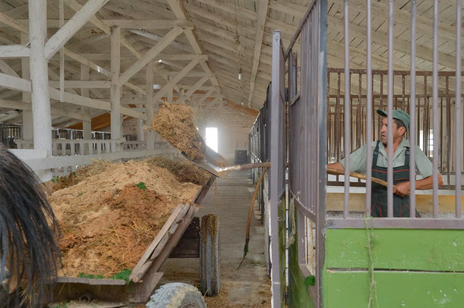 Лошади в Столинском районе 9.jpg