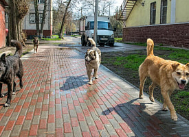 В Бресте иностранцы рубили топором собаку на улице? Милиция призвала не делать “поспешных выводов”