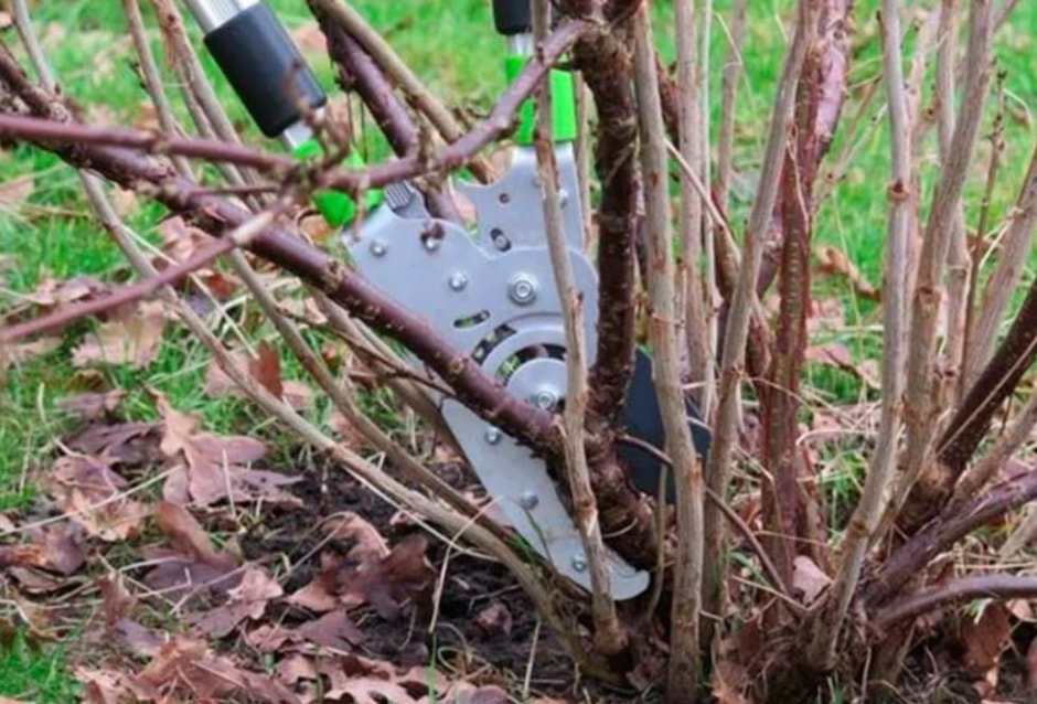 обрезка кустов обрезка кустов