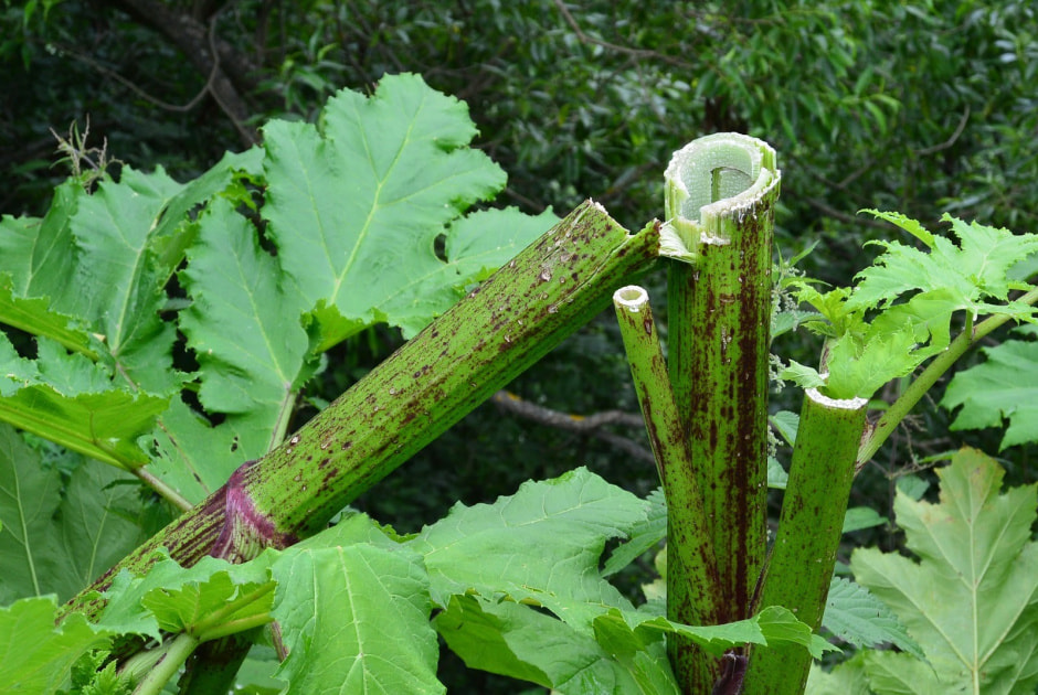 Борщевик Сосновского 10.jpg