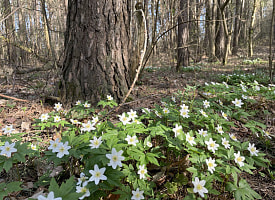 После жары вновь похолодание. Синоптик Рябов рассказал, какая погода будет 21-27 апреля