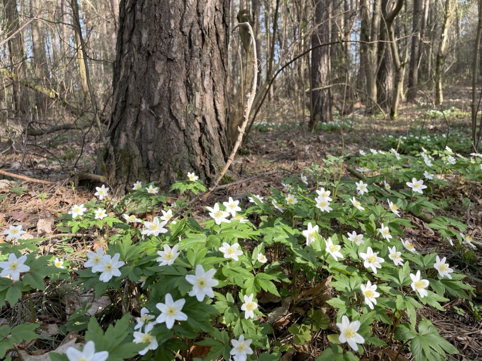 Цветы в лесу весной Цветы в лесу весной