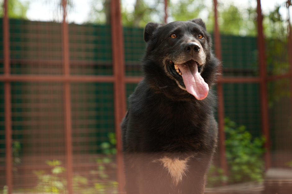 Собака в приюте