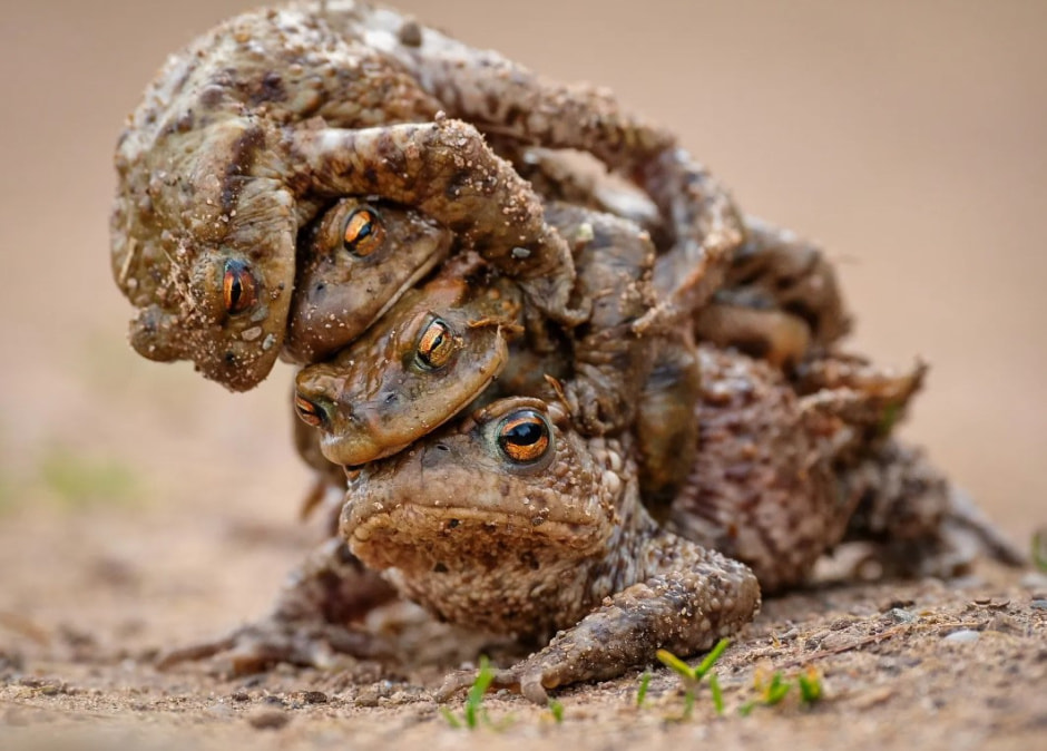 Четверо в постели.jpg