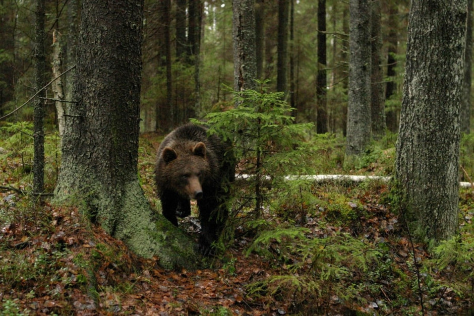 Медведи в Беларуси 9.jpg