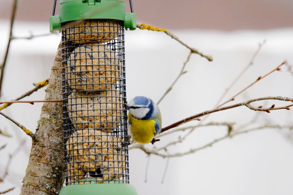 Как правильно подкармливать птиц зимой 5.png