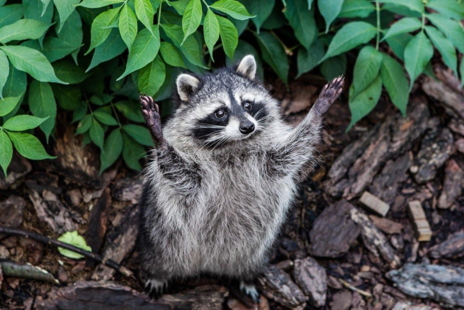 Енот-полоскун 12.jpg