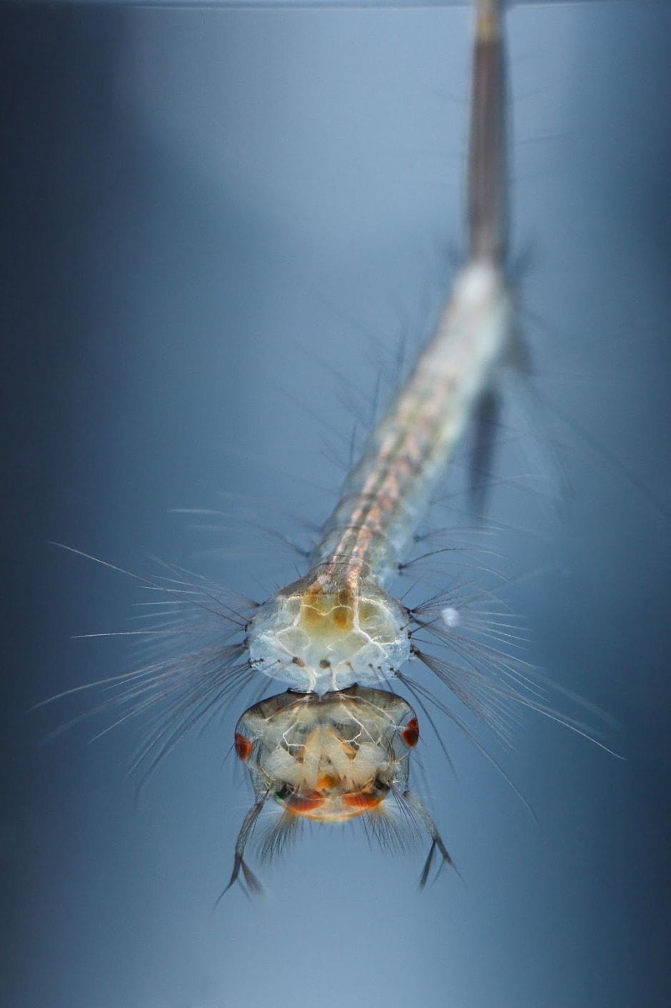 Финалисты конкурса Дикая природа Беларуси-2024 10.jpg