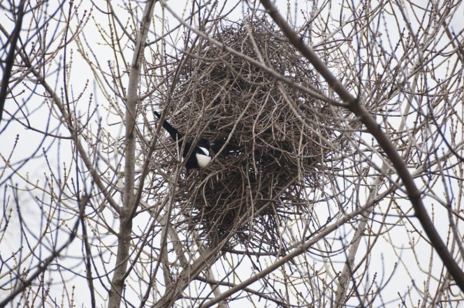 Врановые птицы Беларуси 10.jpg