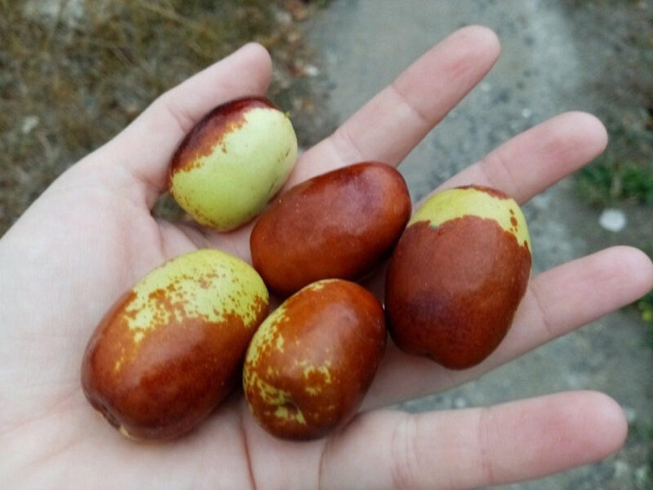 Экзоты на белорусской даче 10_зизифус.jpg