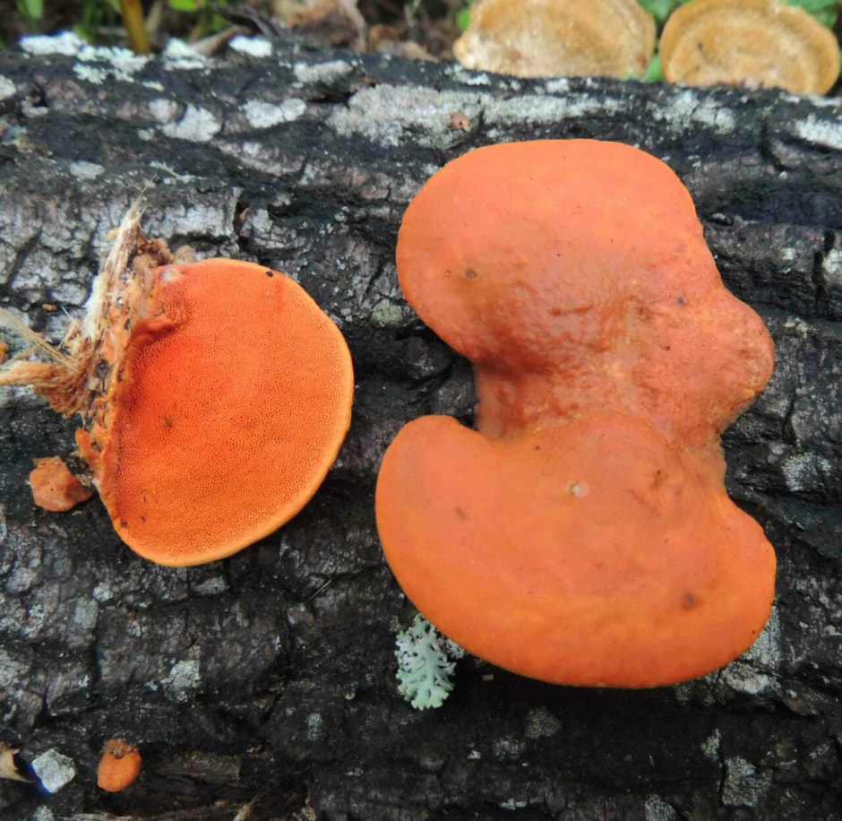 ПИКНОПОРУС КИНОВАРНО-КРАСНЫЙ.jpg