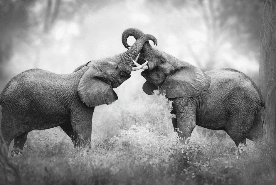 Запутанный ствол, Южная Африка, фото Мэри Шрейдер