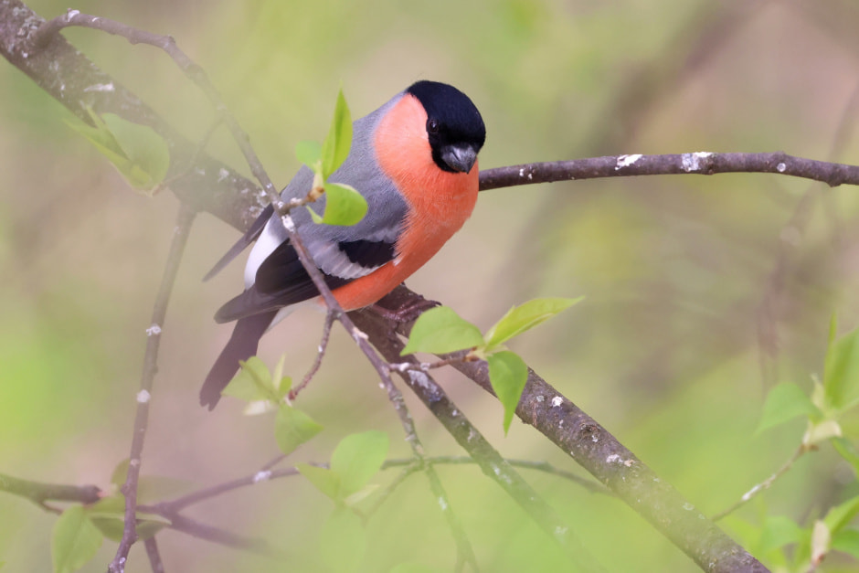 Снегирь 1.jpg