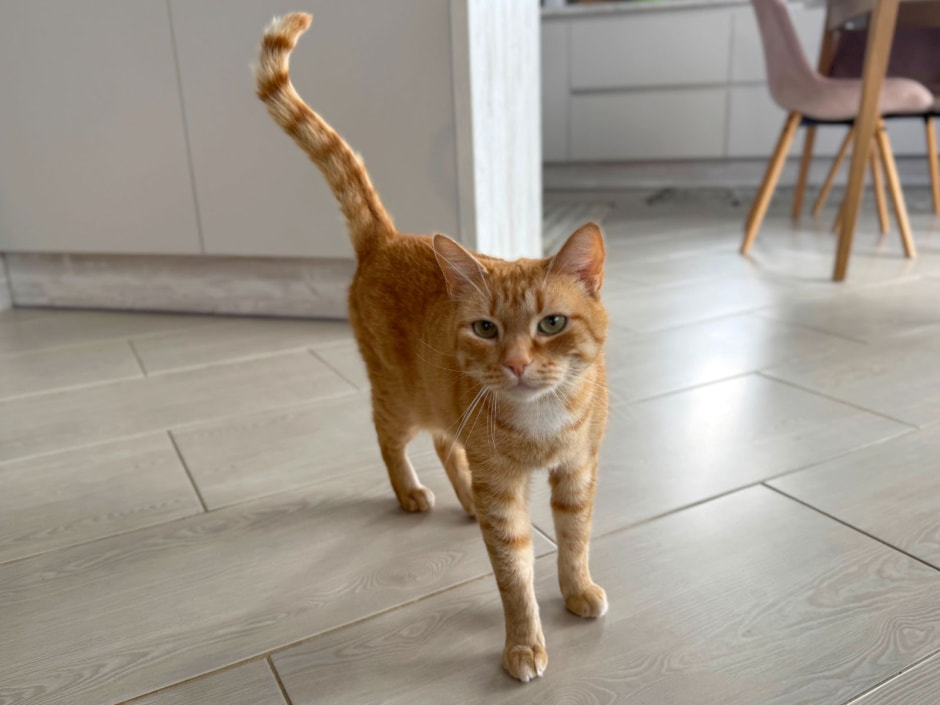 8-Домашние питомцы Галины Тябут.jpg