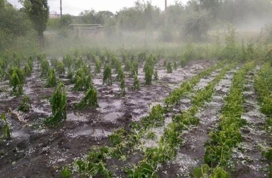 Ветер на грядках.jpg