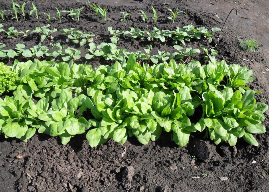 Какую зелень посадить на даче 6.jpg