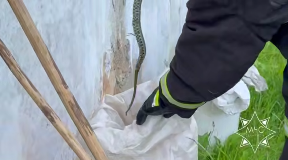 гадюка в сарае гадюка в сарае.png