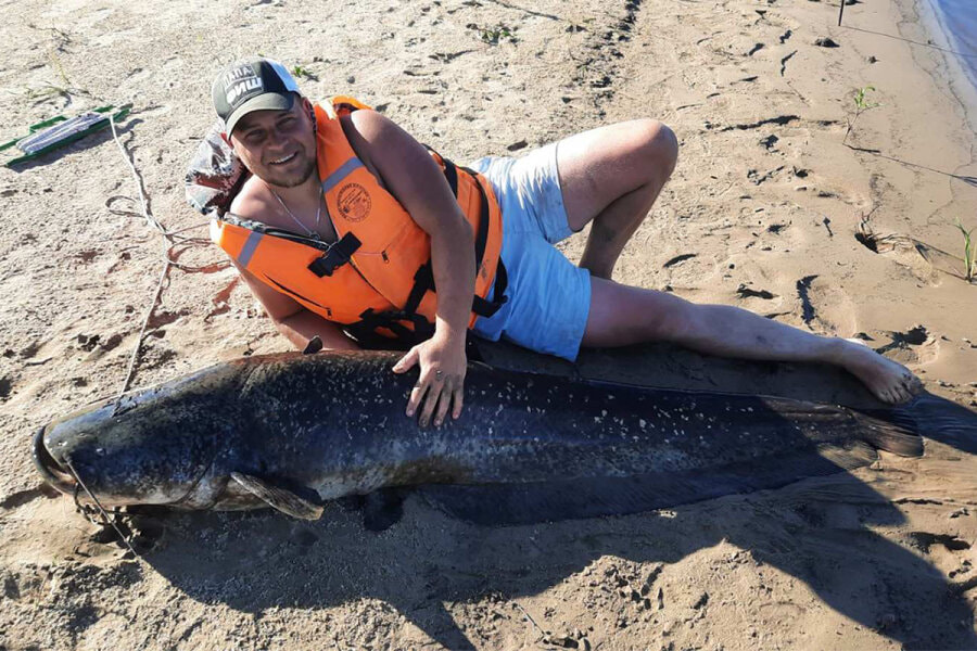 Сом на Припяти.jpg