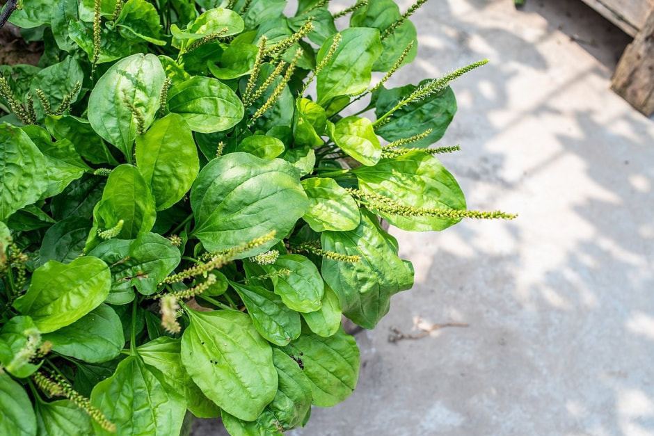 Дикоросы 6_Подорожник.jpg Дикоросы 6_Подорожник.jpg