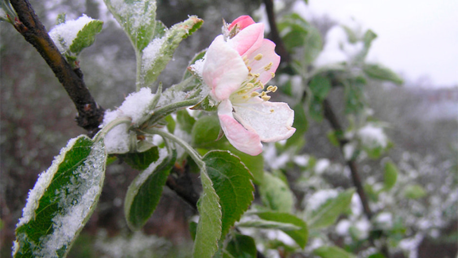 Заморозки в апреле.jpg