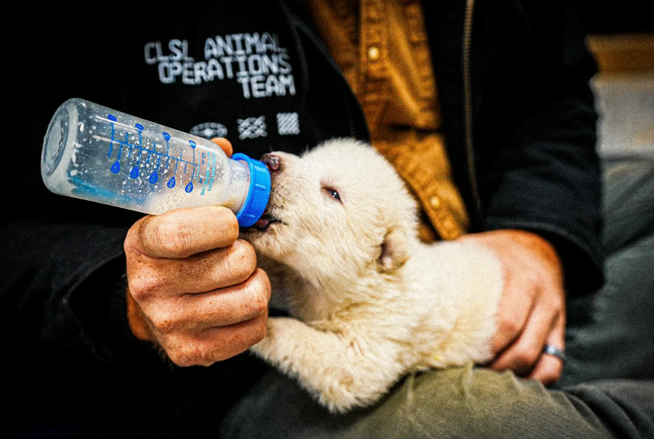 лютоволк 15 дней.png