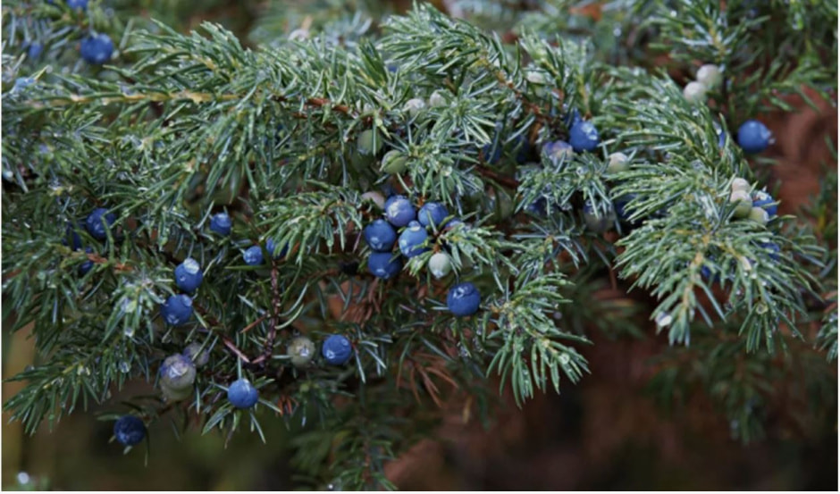 Хвойные на даче