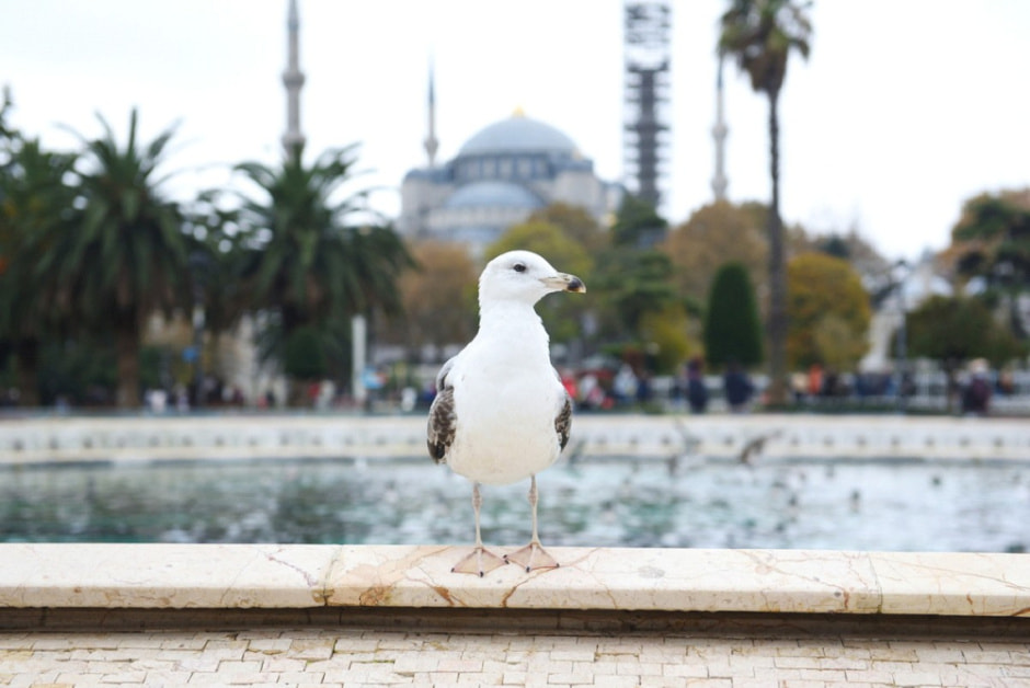 Гуляем по Стамбулу и знакомимся с котами 7.jpg