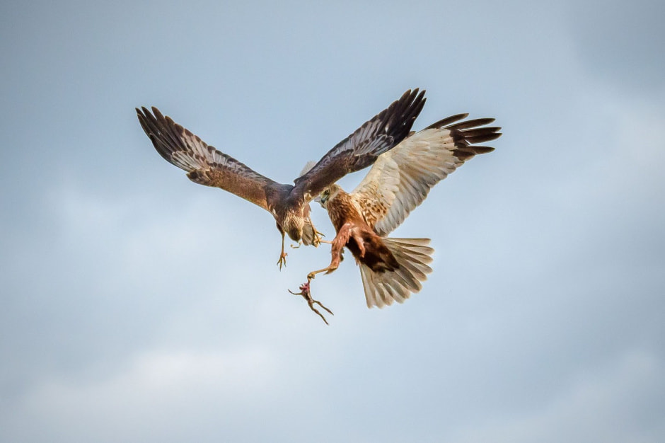 Болотный лунь 10.jpg