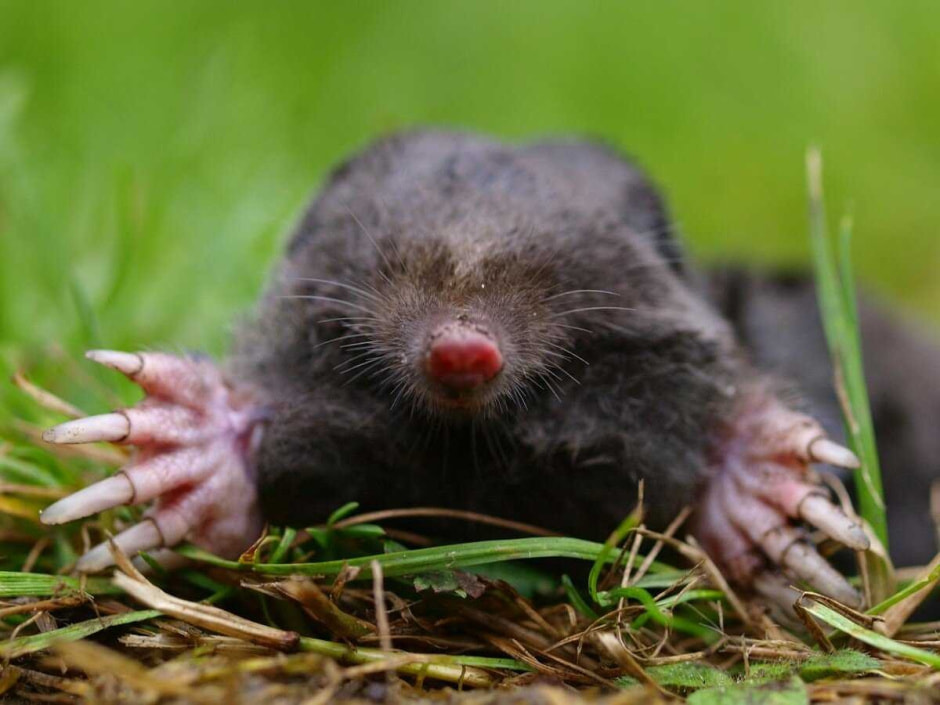 Что мы знаем о кроте 2.jpg