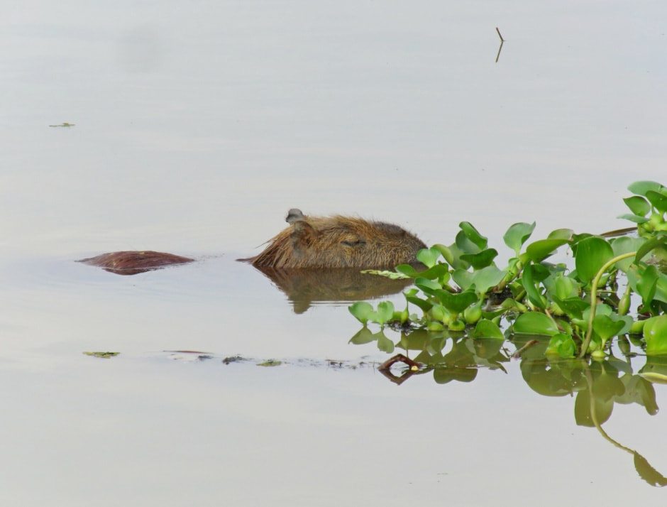 Капибары в Парке животных 5.jpg