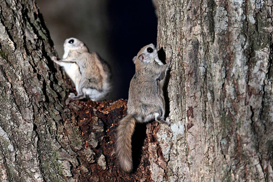 Летяги в Беларуси 10.jpg