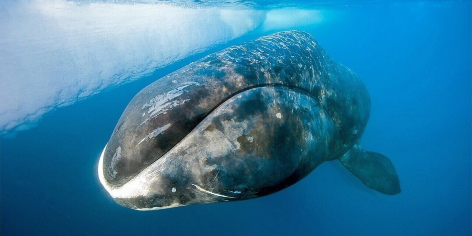 гренландский кит