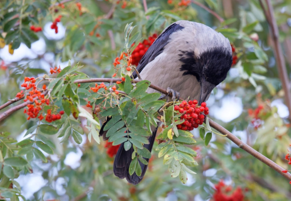 Врановые птицы Беларуси 18.jpg