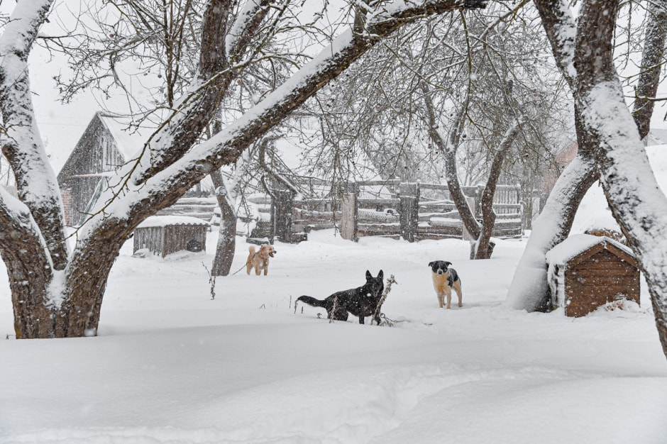 Зимовка аистов в деревне Высокое 5.jpg