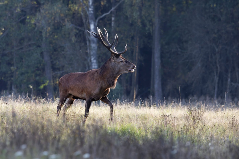 Забор в Беловежской пуще 4.jpg