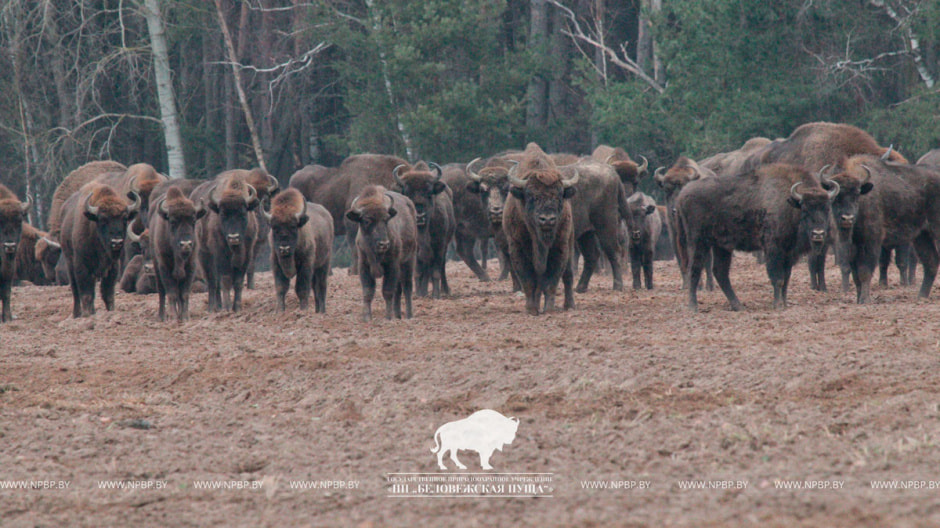 зубры_пуща.jpg