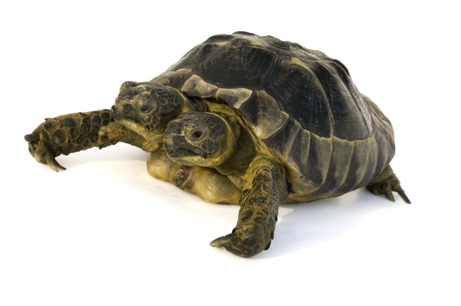 янус черепаха.jpg янус черепаха.jpg