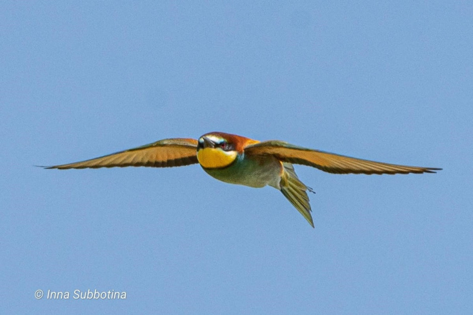 Золотистая щурка 6.jpg Золотистая щурка 6.jpg