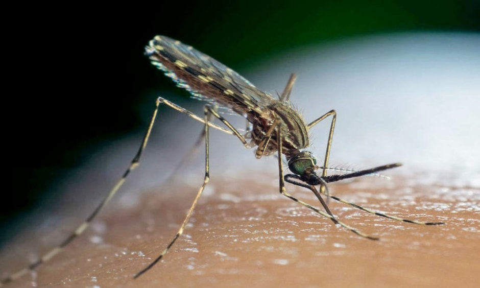 Малярийные комары 2.jpg