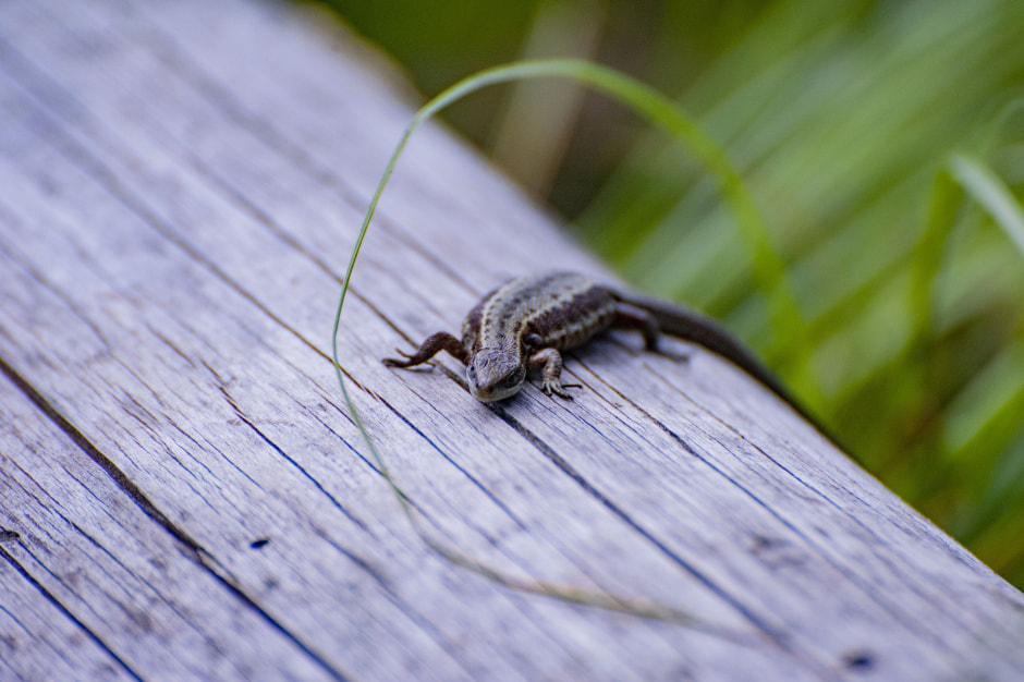 ивородящая ящерица Дубовец.jpg